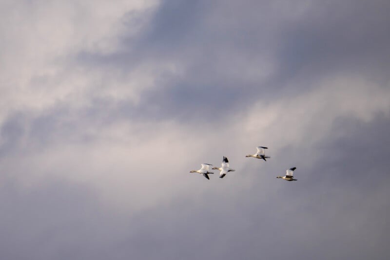 Four birds fly in formation against a backdrop of cloudy, overcast sky. The birds appear as silhouettes, highlighting details of their wings mid-flight. The scene conveys a sense of motion and freedom.