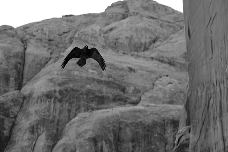 A black bird soars in front of a rocky, mountainous background in black and white. Its wings are spread wide, and the detailed rock formations appear textured and rugged behind it.