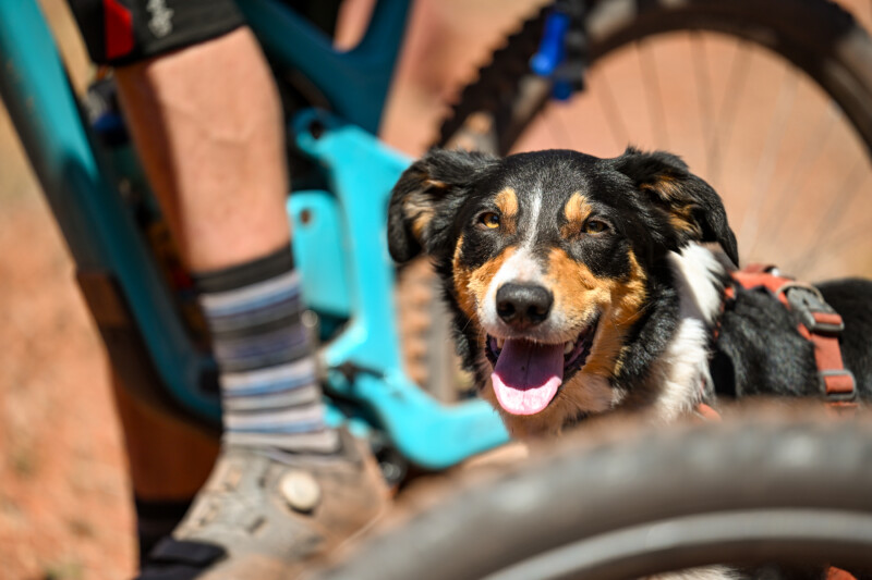 A happy black, brown, and white dog wearing a harness is standing near a person beside a mountain bike. The dog's tongue is out, and the bike's tires and frame, along with the person's leg, are visible. The background shows blurred reddish earth.