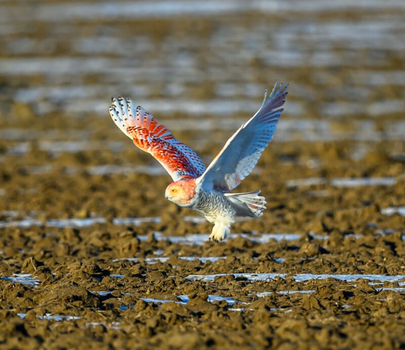A snow owl with vibrant red and blue-tinted wings flies low over a muddy field, showcasing its striking feathers against the earthy background.