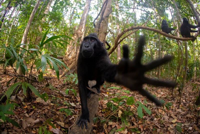 A close-up of a black monkey reaching towards the camera with an outstretched hand. The background shows a lush forest with trees and two other monkeys sitting on branches. The ground is covered in dry leaves.