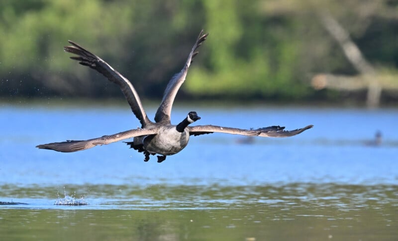 A Canada goose is taking off from a calm lake, its wings spread wide. The background features blurred greenery, and the water reflects light, creating a sense of movement and energy.