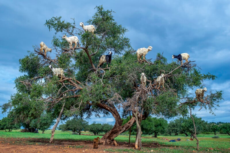 Goats perched in the branches of a tree in a grassy field under a cloudy blue sky, with a few more trees in the background. A dog is sitting on the ground near the base of the tree.