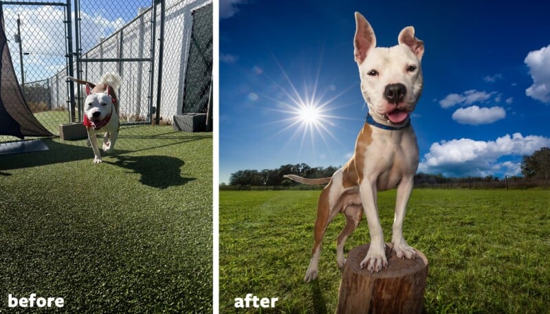 Split image showing a white and brown dog: on the left, the dog is in a fenced area under shade with a red ball in its mouth; on the right, the dog stands proudly on a tree stump in a sunny, open grassy field.