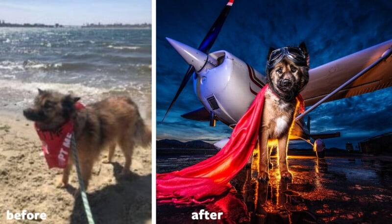 Left: A fluffy dog on a beach wearing a red scarf, with 