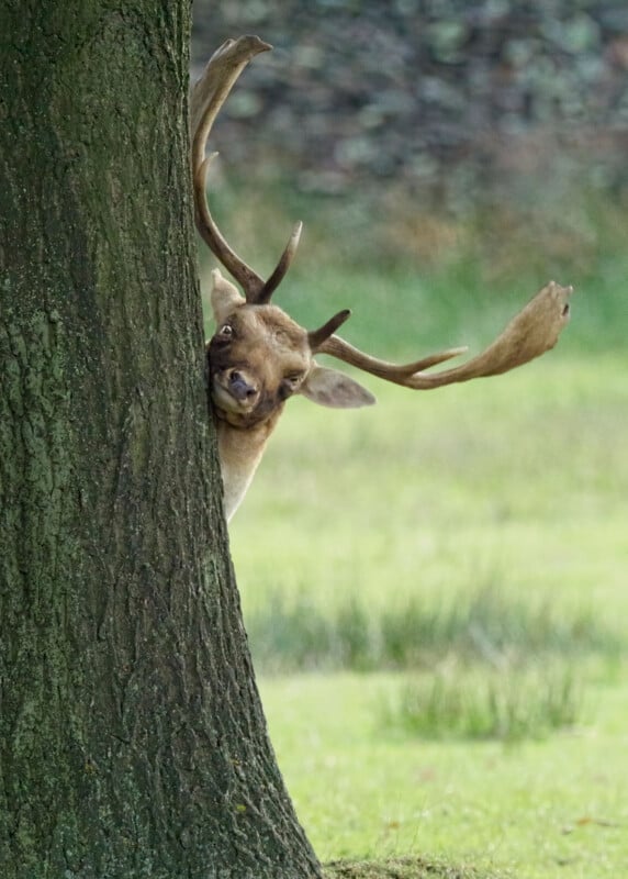 A deer with large antlers playfully peeks from behind a tree trunk, set against a blurred background of lush green grass and foliage.