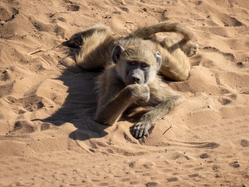 A baboon lying on sandy ground, resting on its stomach with one arm under its chin and the other stretched out. Its tail is curled, and the sunlight casts shadows on the sand around it.