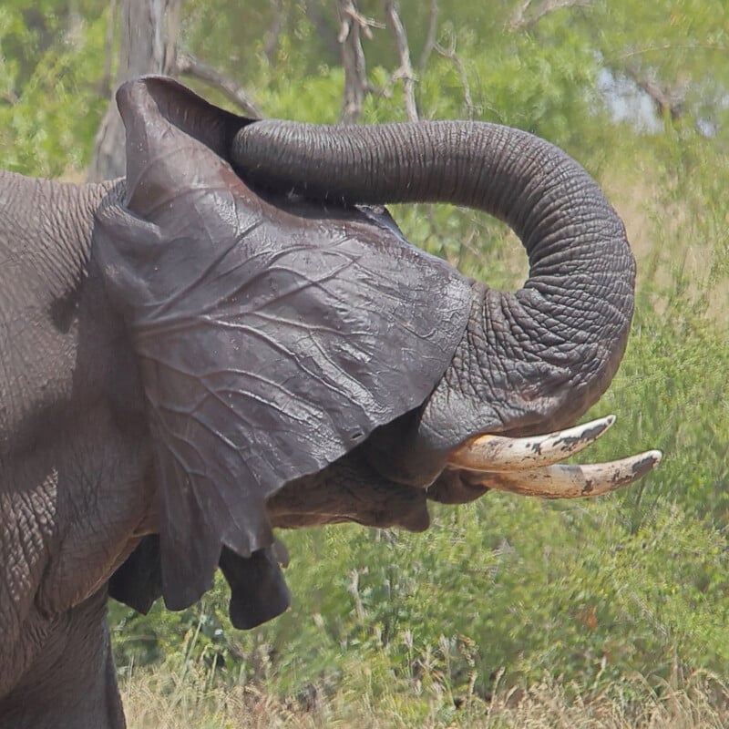 An elephant with large, wrinkled ears and long tusks lifts its curved trunk in the air. The background is a grassy area with scattered green trees.