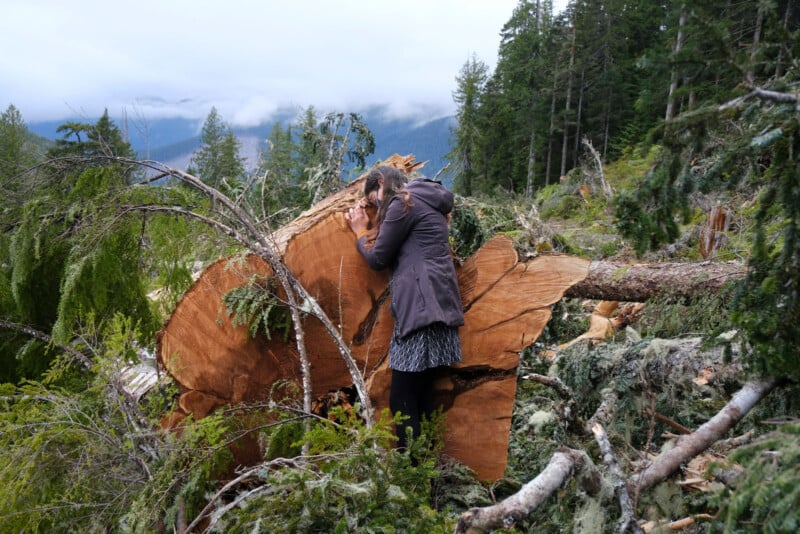 A person in a jacket embraces a large tree stump in a forest, surrounded by fallen branches and foliage. The sky is overcast, and there are mountains in the background.