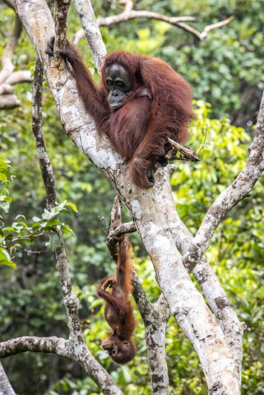 An adult orangutan sits in a tree while a young orangutan hangs playfully upside down from a branch. The background is filled with lush green foliage.