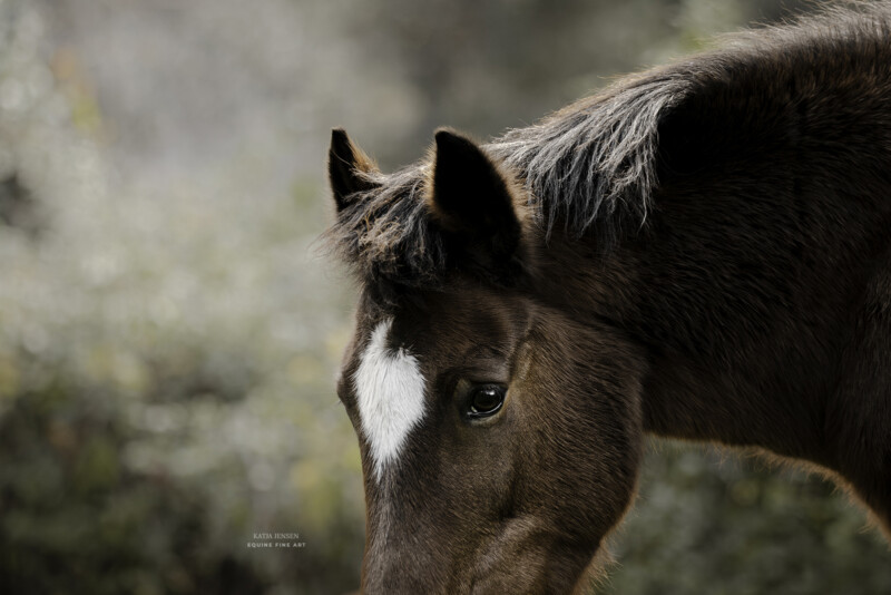 Close-up of a brown horse with a white blaze on its forehead, looking toward the camera. The background is a soft, blurry green, suggesting a natural outdoor setting.