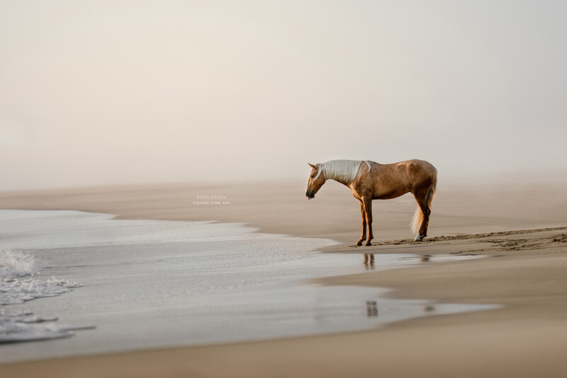 A lone tan horse with a white mane stands on a foggy beach, gazing at the gently lapping waves. The mist creates a serene and tranquil atmosphere along the sandy shore.