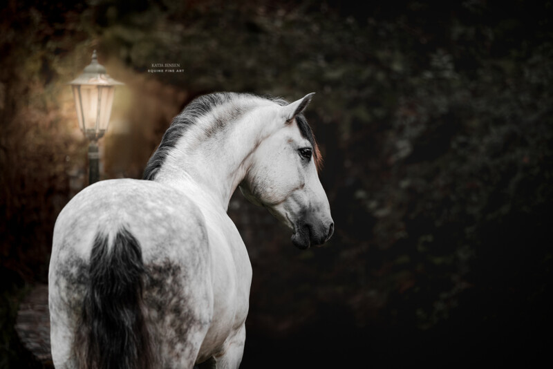 A white horse with a dark mane stands in profile, looking back towards a softly glowing streetlamp. The background is a dark, blurred natural setting, adding a dramatic contrast to the scene.