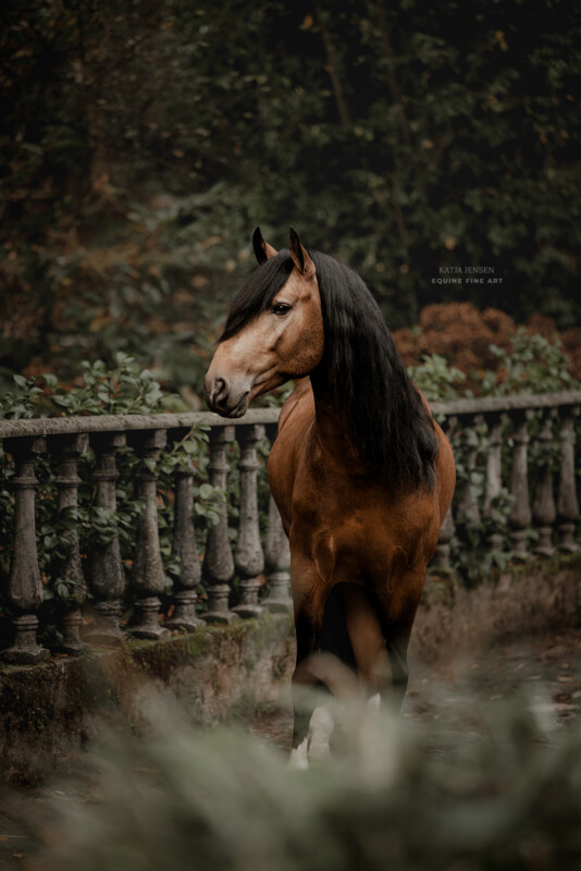 A brown horse with a black mane stands beside a weathered stone railing in a lush, green forest setting, looking back over its shoulder. The background is rich with foliage, creating a serene and natural atmosphere.