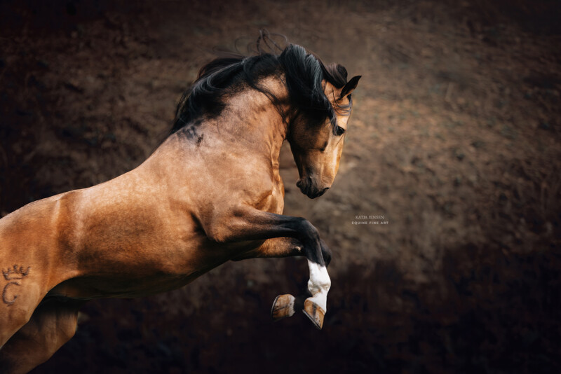 A powerful brown horse with a black mane and tail leaps gracefully against a dark, earthy background. Its front legs are raised, showcasing its strength and agility, with minimalist branding on its flank.