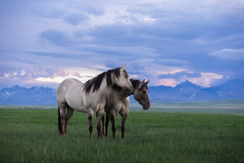 Two horses stand closely together on a grassy plain under a vast sky. In the background, a range of distant mountains is visible beneath a cloudy sky with hints of sunset colors.
