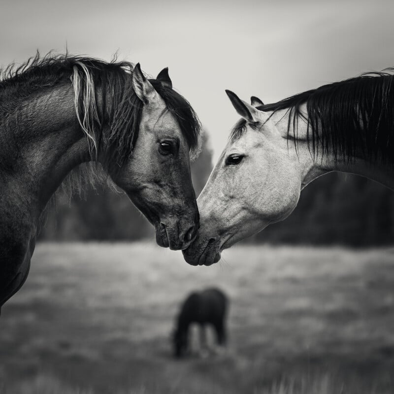 Two horses face each other, gently touching noses, in a grassy field. A third horse grazes in the blurred background. The image is in black and white, highlighting the horses' contrasting coat textures.