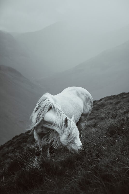 A white horse grazes on a misty hillside with rugged, fog-covered mountains in the background. The scene is in grayscale, creating a serene and atmospheric mood.