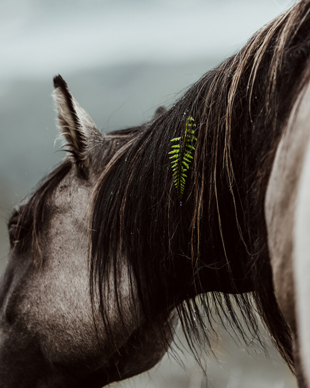 Close-up of a horse with a dark mane in a natural setting. A single green fern leaf is caught in its mane. The background is softly blurred, highlighting the horse's profile and the striking contrast of the fern.