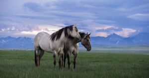 Two horses stand close together in a grassy field under a cloudy sky, with distant mountains in the background. One horse nuzzles the neck of the other, creating a serene and intimate scene.