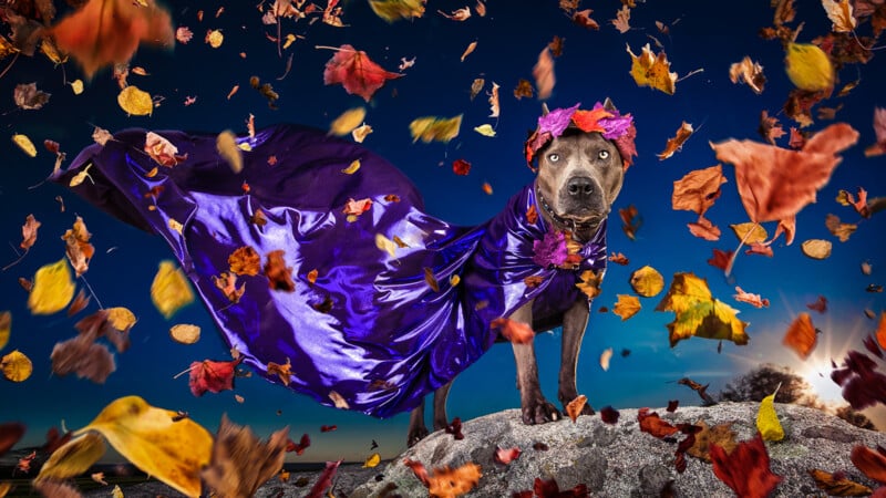 A dog stands on a rock, wearing a flowing purple cape and a crown of pink flowers. Colorful autumn leaves swirl around against a clear blue sky. The scene is dramatic and vibrant.