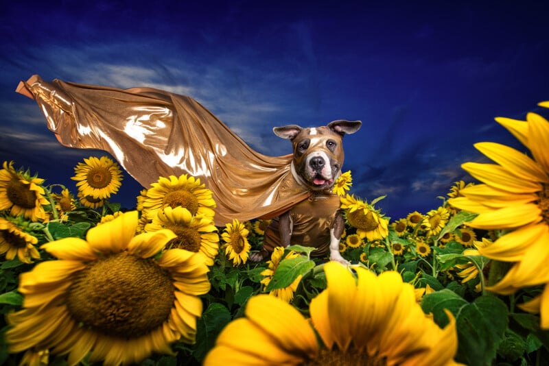 A dog wearing a shiny gold cape stands amid a field of sunflowers under a deep blue sky. The dog's ears are perked up, and it looks excited. The cape billows dramatically in the breeze, adding a playful and heroic appearance.