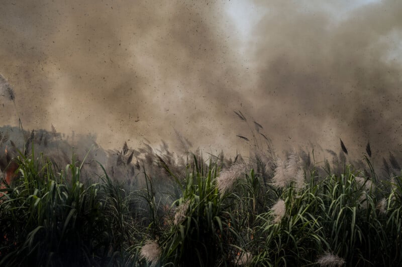 Dense smoke billows over a field of tall grasses, partially obscuring the view. The grass is a mix of green and drying stalks, with some reed-like plants visible, under a cloudy sky.