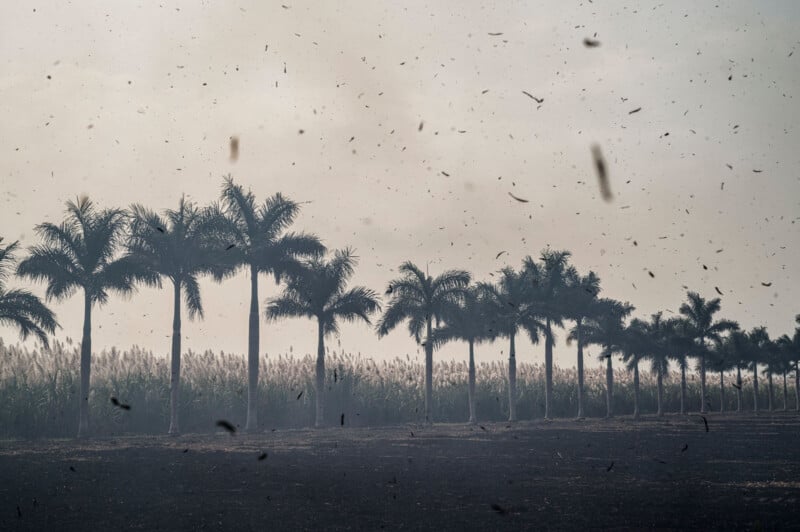 A row of tall palm trees lines a dirt pathway against a hazy, overcast sky. Debris and small pieces of foliage are scattered in the air, hinting at windy conditions. Sparse grass and dry earth are visible in the foreground.