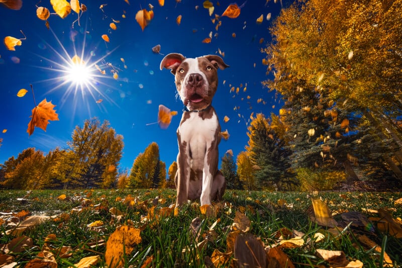 A dog with a curious expression sits on a grassy field, surrounded by autumn leaves. The sun shines brightly in the deep blue sky, highlighting the vibrant fall colors of the trees in the background.