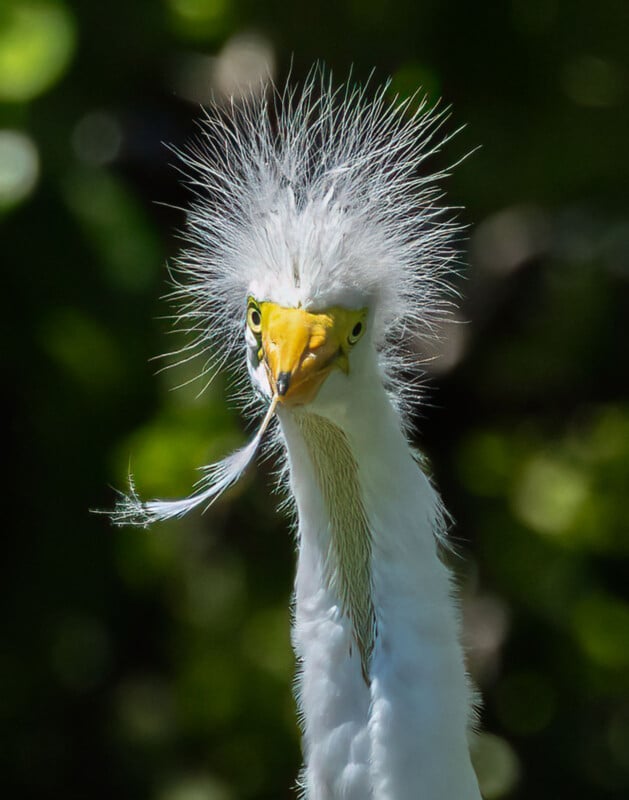 A close-up of a bird with fluffy white feathers on its head, yellow eyes, and a beak. A single feather is caught on its beak. The background is blurred green foliage, highlighting the bird's distinctive appearance.