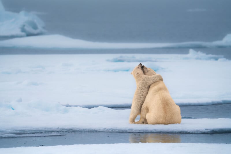 Two polar bears sitting on ice, embracing each other. The icy landscape and ocean serve as the backdrop, with patches of snow and water visible. The scene conveys a sense of affection and tranquility in the cold, remote environment.