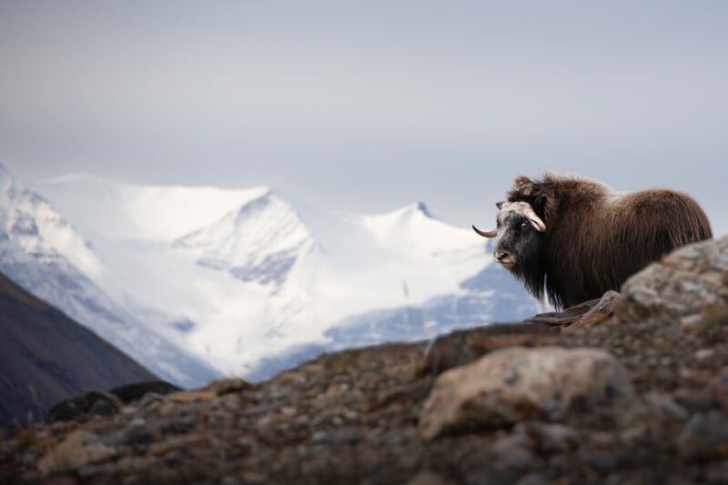 A musk ox stands on rocky terrain, looking back towards the camera. Behind it, snow-capped mountains and a cloudy sky provide a dramatic backdrop, creating a striking contrast with the musk ox's dark fur and curved horns.