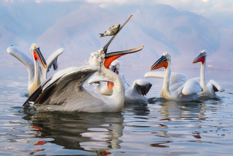 A group of Dalmatian pelicans with vibrant orange pouches are floating on a calm lake. One pelican is catching a fish mid-air. The background features misty mountains and a cloudy sky.