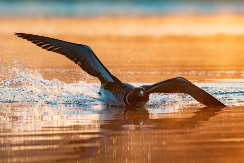 A loon stretches its wings wide while landing gracefully on shimmering water, creating gentle ripples at sunset. The golden glow of the sun illuminates the scene, enhancing the water's reflective surface.