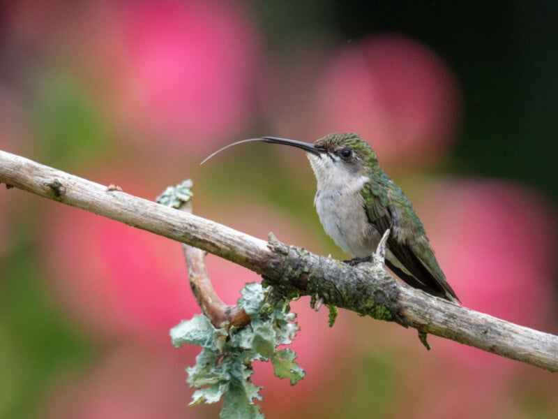 A hummingbird with green and white feathers perches on a branch. Its long beak is open, revealing its tongue. The background is blurred with vibrant pink and green hues, suggesting flowers and foliage.