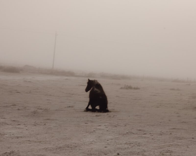 A solitary horse sits on a desolate, dusty plain under a hazy sky. The background is empty except for a faint outline of a fence and a power line, enhancing the scene's isolation and quietness.