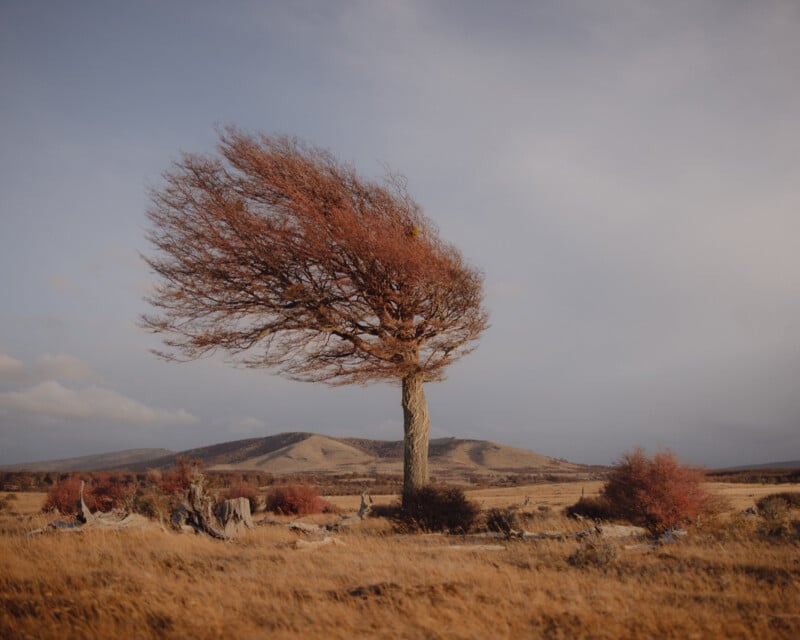 A lone tree with a twisted trunk and branches leaning to the right, stands in a windswept field. Dry grass covers the landscape with distant rolling hills under a cloudy sky. The scene conveys a sense of isolation and resilience.