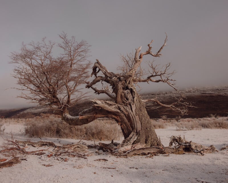 A rugged, gnarled tree stands on a snowy landscape under a cloudy sky. Nearby, a smaller tree with sparse branches also stands in the snow, adding to the scene's stark, wintry feel. Hills and a misty horizon are in the background.