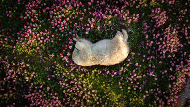 A bear lies on a bed of pink flowers in a grassy area. The image is taken from above, capturing the serene scene with the bear nestled among the blooms, creating a peaceful and colorful composition.