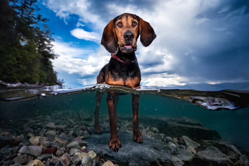 A hound dog standing in clear, shallow water with a mix of smooth stones beneath. The image is taken at water level, showing a cloudy sky and trees in the background. The dog's ears are perked, and it wears a red collar.