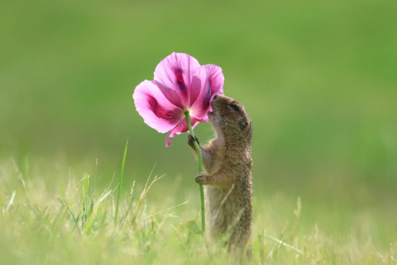 A small ground squirrel stands on its hind legs in a grassy field, gently holding and sniffing a large pink flower with a bright green stem, against a soft-focus green background.