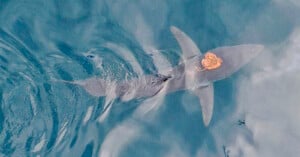 Aerial view of a shark swimming in the ocean with a beige object, possibly a crab, attached to its back. The water has a rippling effect around the shark.