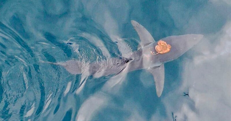 Aerial view of a shark swimming in the ocean with a beige object, possibly a crab, attached to its back. The water has a rippling effect around the shark.