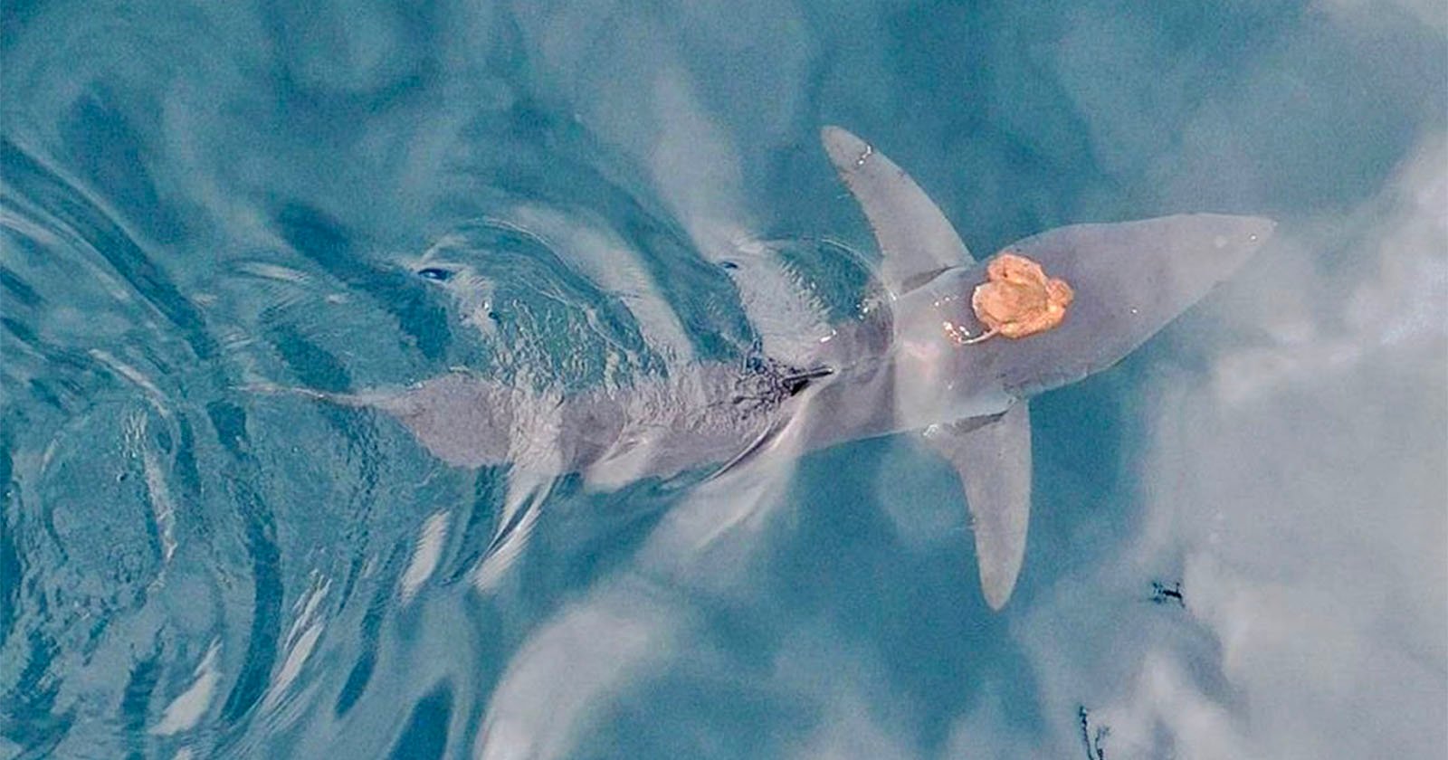 Scientists Capture Footage of an Octopus Hitching a Ride on a Shark