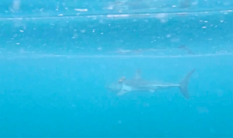 A shark swims under the water’s surface in a clear, blue ocean. The image captures the shark's side profile as it glides gracefully, with light filtering through the water.