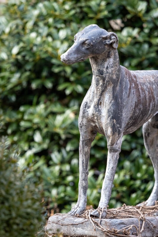 A weathered stone statue of a dog stands on a pedestal, surrounded by lush green foliage. The dog's detailed features and poised stance are prominent, highlighting its lifelike appearance against the natural background.