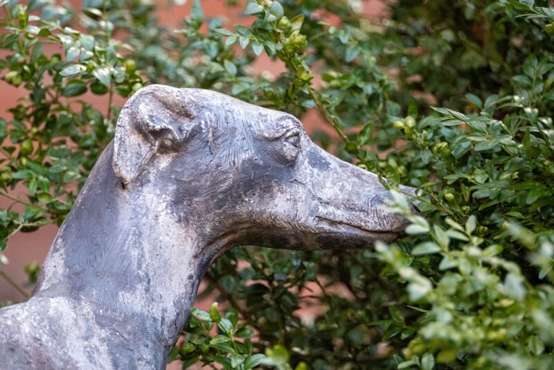 A weathered stone statue of a greyhound is partially obscured by lush green foliage. The dog is depicted in profile, facing right, against a blurred red brick background.