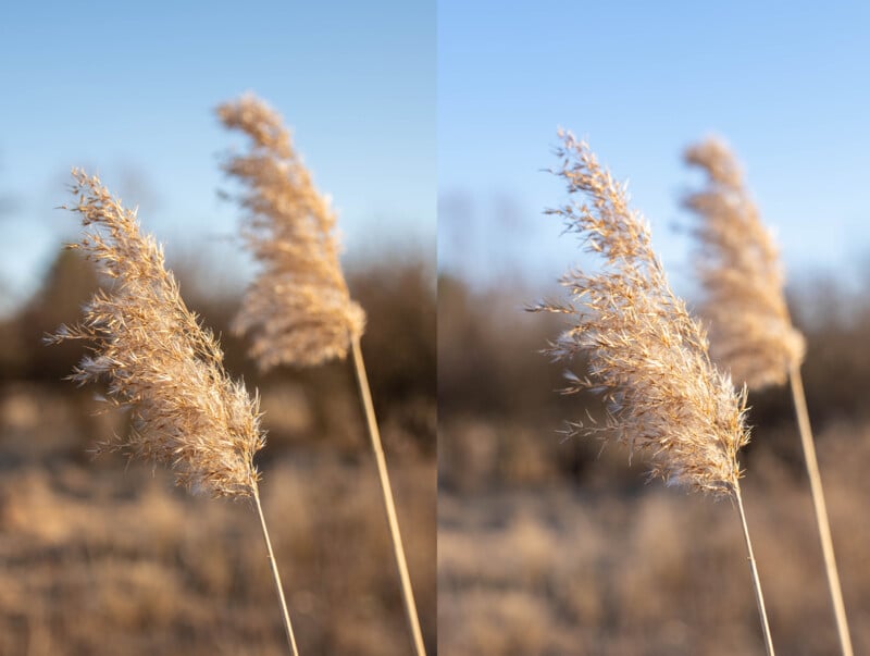 Two close-up shots of beige pampas grass plumes swaying in the wind against a blurred natural background with a clear blue sky. The grass is illuminated by sunlight, highlighting its delicate texture.