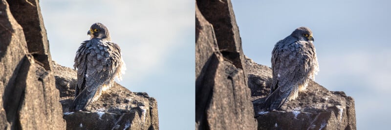 Two images show a peregrine falcon perched on a rocky ledge. The bird is facing left in the first image, and gazing downward in the second, with its feathers ruffled by the wind. The sky in the background is partly cloudy.