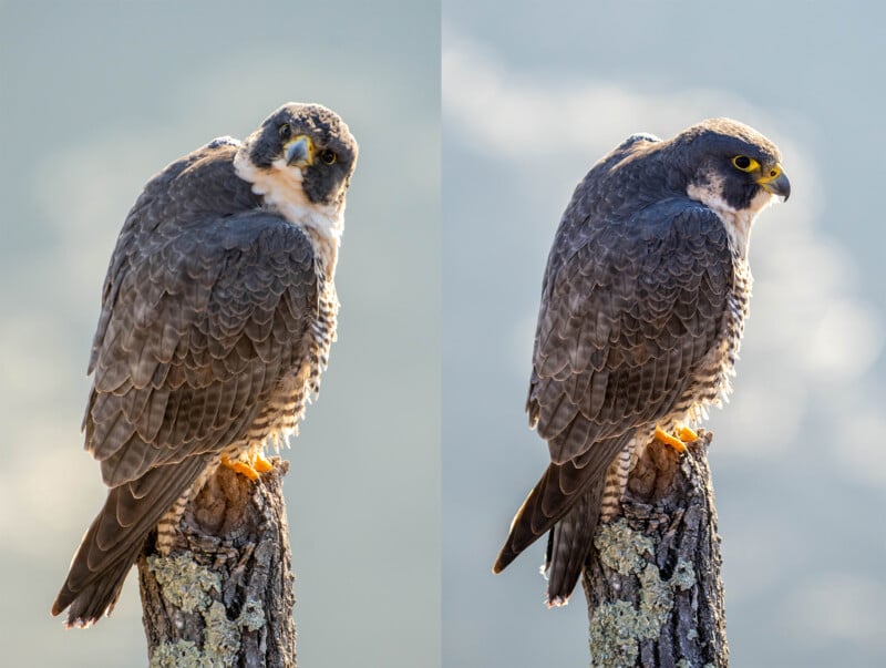 Two peregrine falcons perched on branches, facing slightly away, with the sun illuminating their feathers. Their sharp beaks and yellow-ringed eyes stand out against the soft, blurred background.